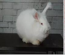 长毛兔 长毛兔